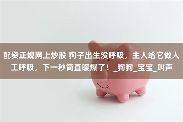 配资正规网上炒股 狗子出生没呼吸，主人给它做人工呼吸，下一秒简直暖爆了！_狗狗_宝宝_叫声