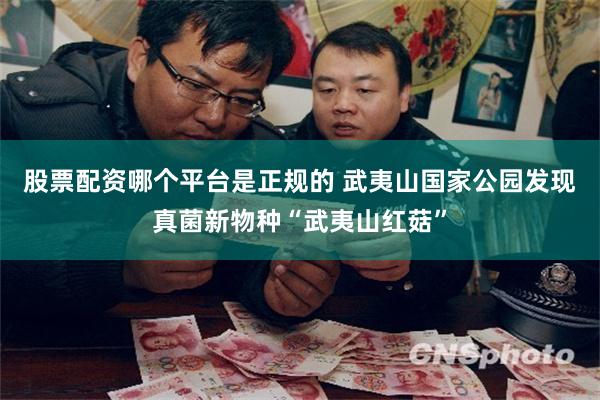 股票配资哪个平台是正规的 武夷山国家公园发现真菌新物种“武夷山红菇”