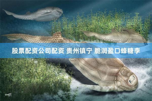 股票配资公司配资 贵州镇宁 脆润盈口蜂糖李